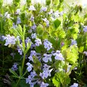 Glechoma hederacea fleur